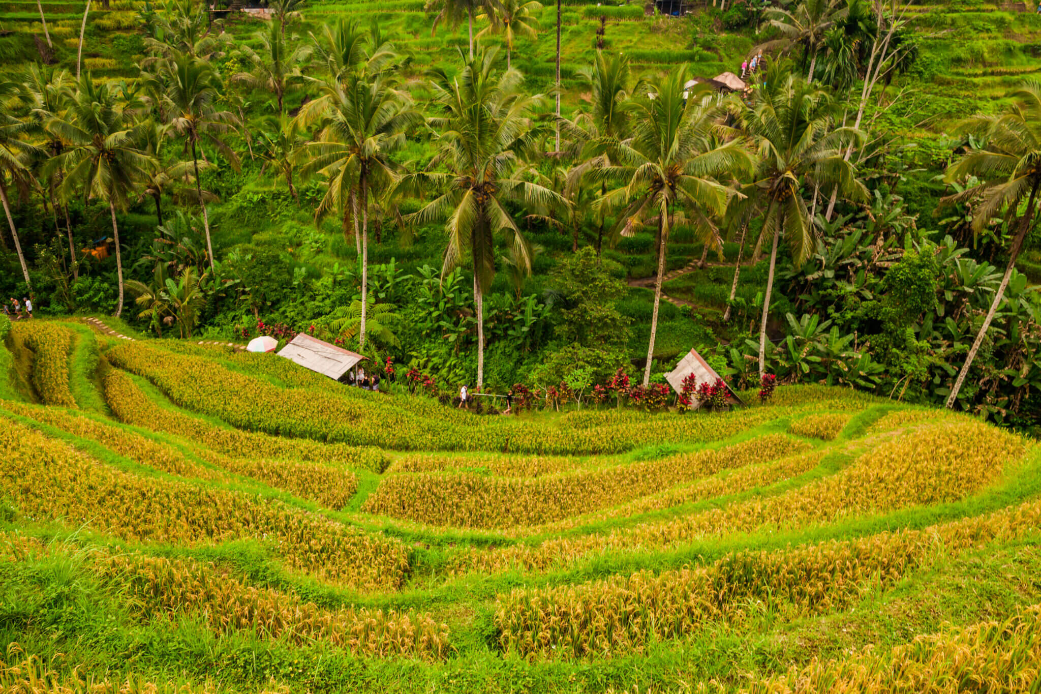 Beautiful rice terraces at Tegalalang village, Ubud, Bali. - Chykalophia